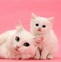 Gambar Foto Kucing Comel